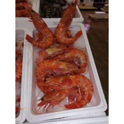 Crevettes sauvages