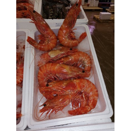 Crevettes sauvages