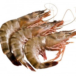 Crevettes crues décongelées