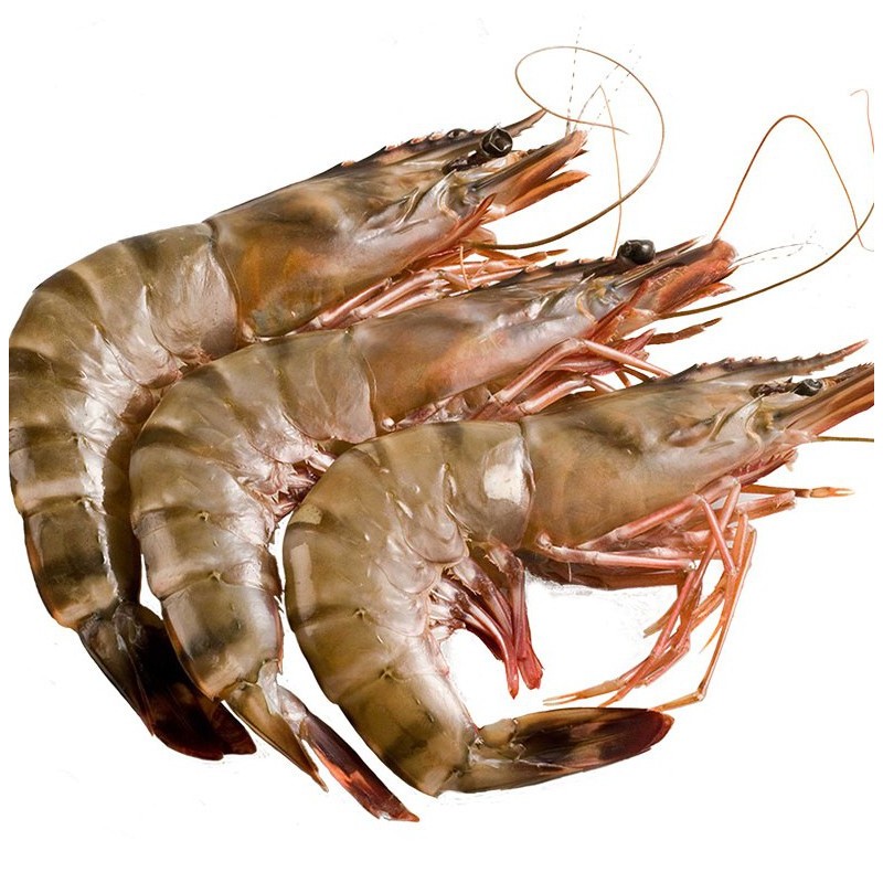 Crevettes crues décongelées