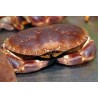 Crabe cuit
