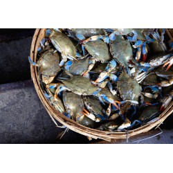 Crabe bleu vivant