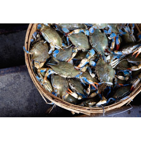 Crabe bleu vivant