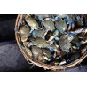 Crabe bleu vivant