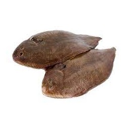 Sole