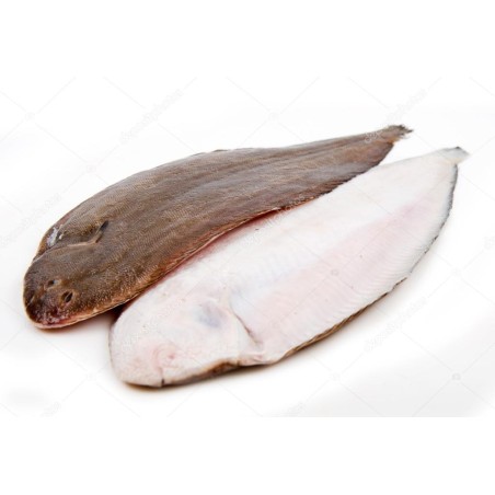 sole fraiche sole fraiche