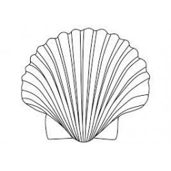 Coquille saint-jacques