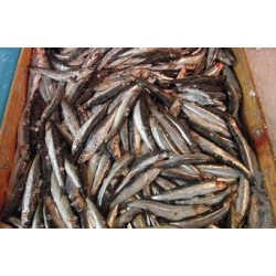 Anchois