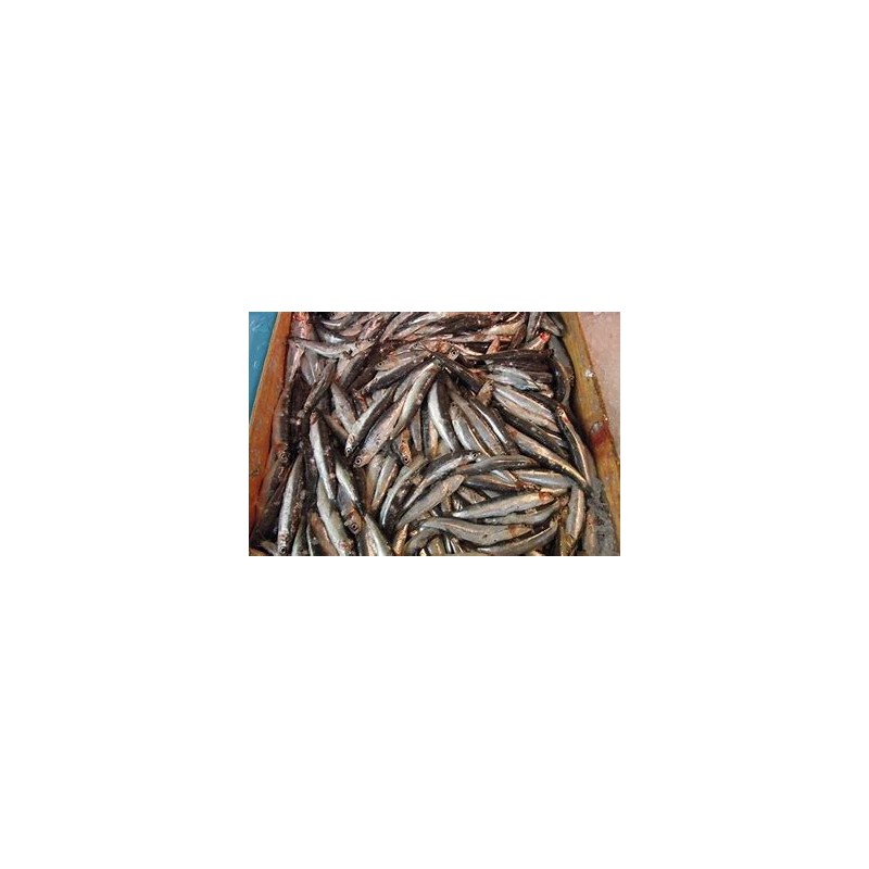Anchois
