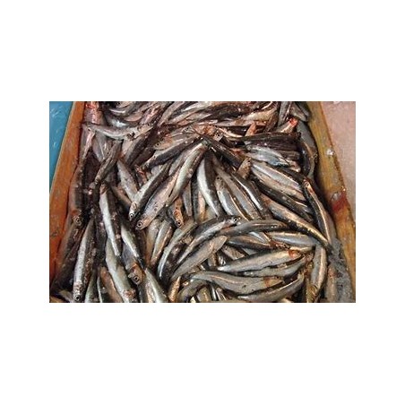 Anchois