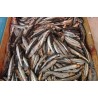 Anchois