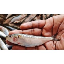 Le sardine méditerrannéene
