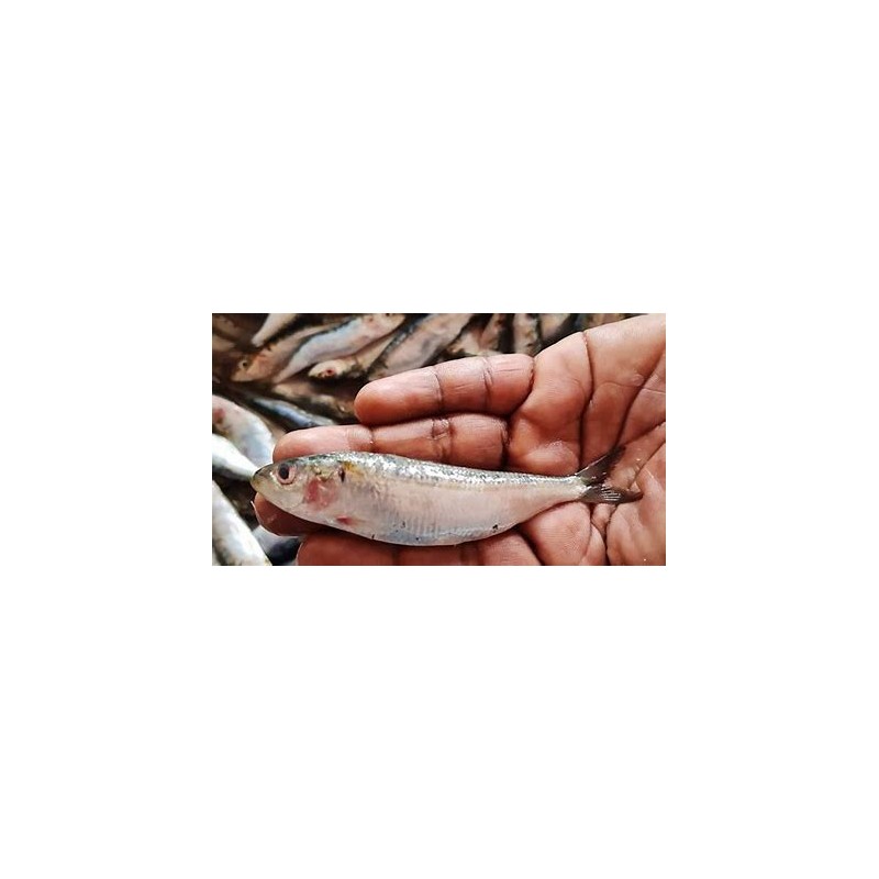 Le sardine méditerrannéene