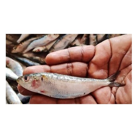 Le sardine méditerrannéene