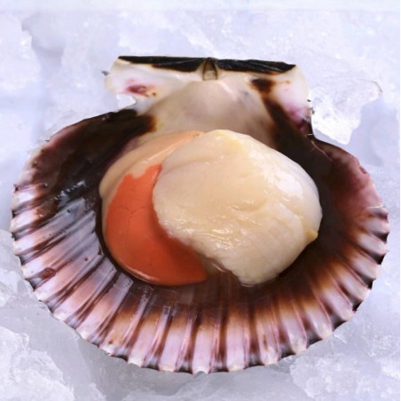 Coquille saint jacques Coquille saint jacques