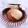 Coquille saint jacques