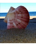 Coquillage